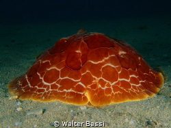 Pleurobranchus by Walter Bassi 